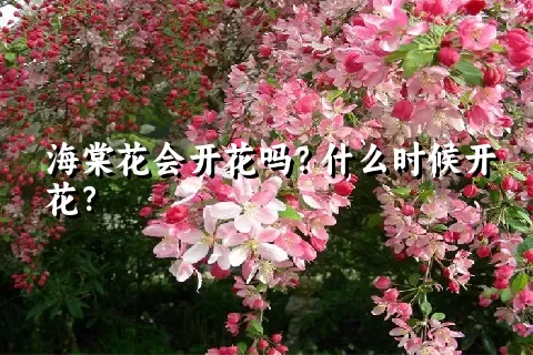 海棠花会开花吗？什么时候开花？