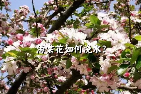 海棠花如何浇水？