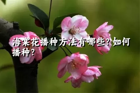 海棠花播种方法有哪些？如何播种？