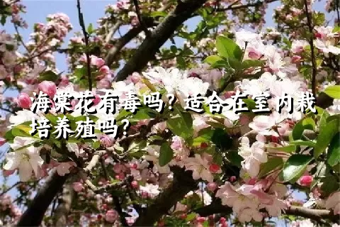 海棠花有毒吗？适合在室内栽培养殖吗？