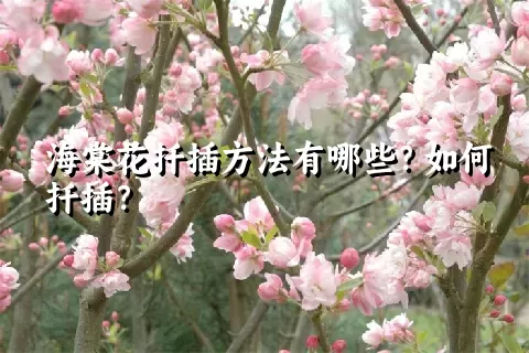 海棠花扦插方法有哪些？如何扦插？