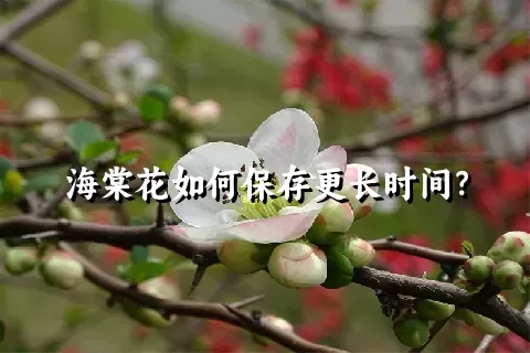 海棠花如何保存更长时间？