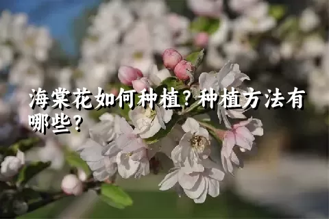 海棠花如何种植？种植方法有哪些？