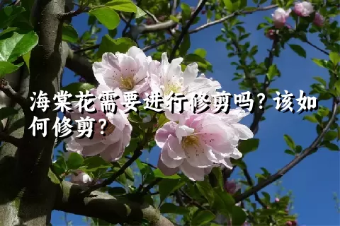 海棠花需要进行修剪吗？该如何修剪？