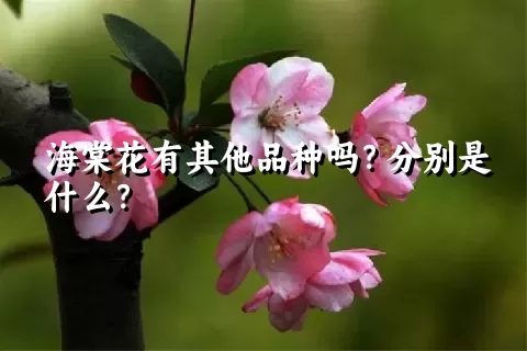 海棠花有其他品种吗？分别是什么？