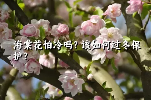 海棠花怕冷吗？该如何过冬保护？