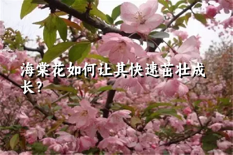 海棠花如何让其快速茁壮成长？