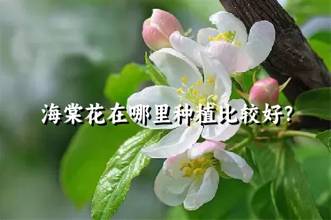 海棠花在哪里种植比较好？