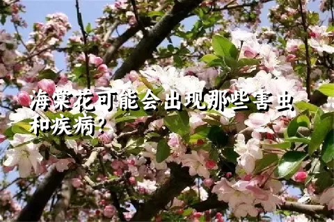 海棠花可能会出现那些害虫和疾病？