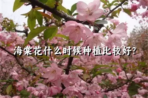 海棠花什么时候种植比较好？