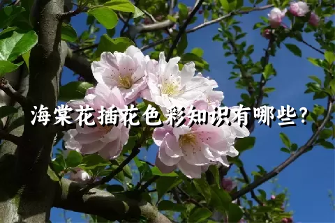 海棠花插花色彩知识有哪些？