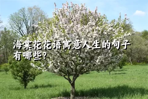 海棠花花语寓意人生的句子有哪些？