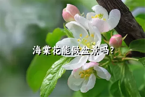 海棠花能做盆景吗？