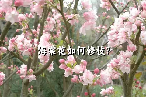 海棠花如何修枝？