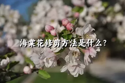 海棠花修剪方法是什么？