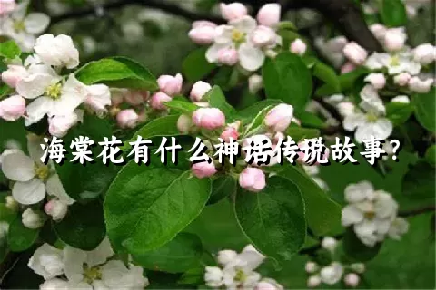 海棠花有什么神话传说故事？