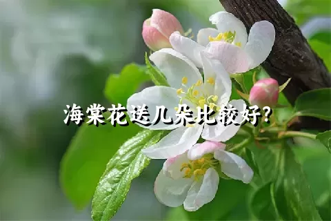 海棠花送几朵比较好？