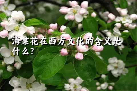 海棠花在西方文化的含义是什么？