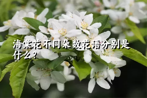 海棠花不同朵数花语分别是什么？