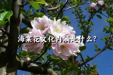 海棠花文化内涵是什么？