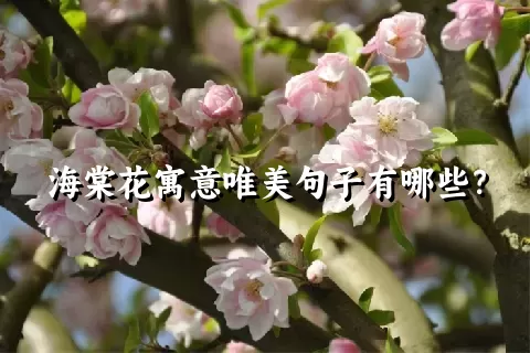 海棠花寓意唯美句子有哪些？