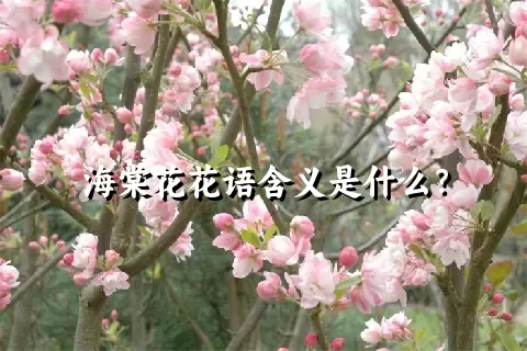 海棠花花语含义是什么？