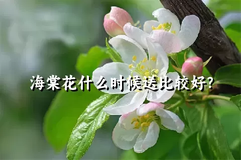 海棠花什么时候送比较好？