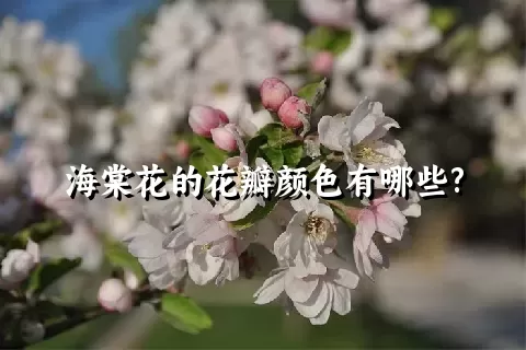 海棠花的花瓣颜色有哪些?