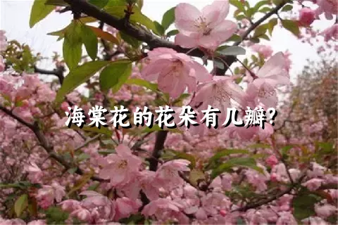 海棠花的花朵有几瓣?