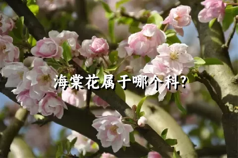 海棠花属于哪个科?