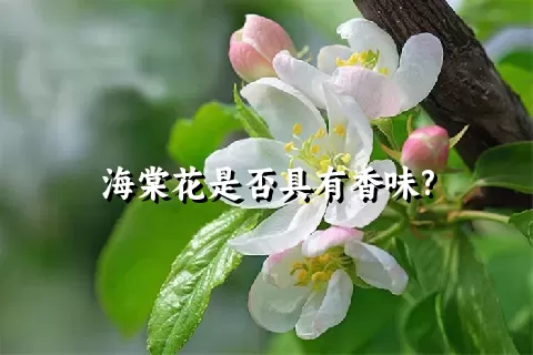 海棠花是否具有香味?