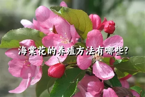 海棠花的养殖方法有哪些?