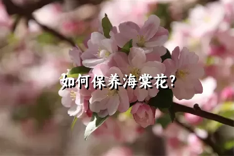 如何保养海棠花?