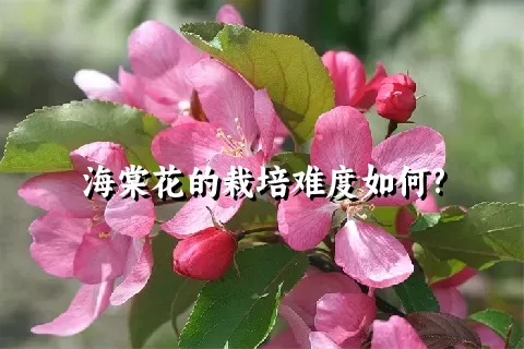 海棠花的栽培难度如何?