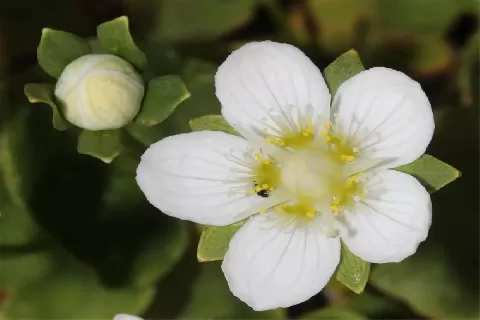 梅花草