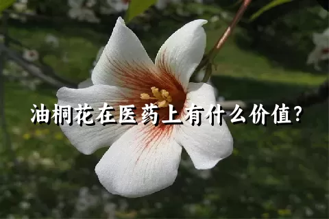 油桐花在医药上有什么价值？