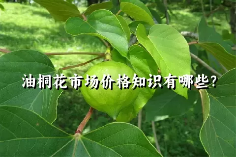 油桐花市场价格知识有哪些？