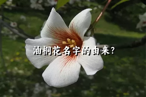 油桐花名字的由来？