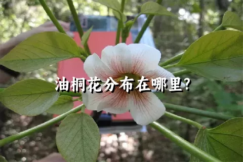 油桐花分布在哪里?