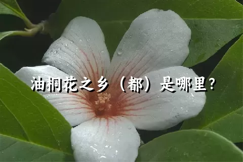 油桐花之乡（都）是哪里？