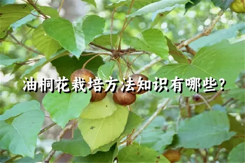 油桐花栽培方法知识有哪些？