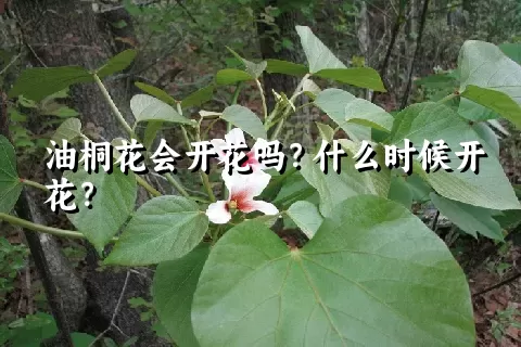 油桐花会开花吗？什么时候开花？