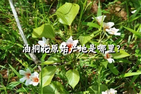 油桐花原始产地是哪里？