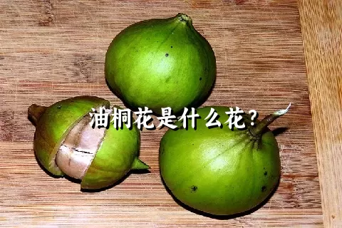 油桐花是什么花？