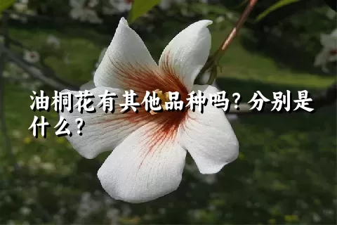 油桐花有其他品种吗？分别是什么？