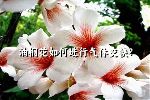 油桐花如何进行气体交换？