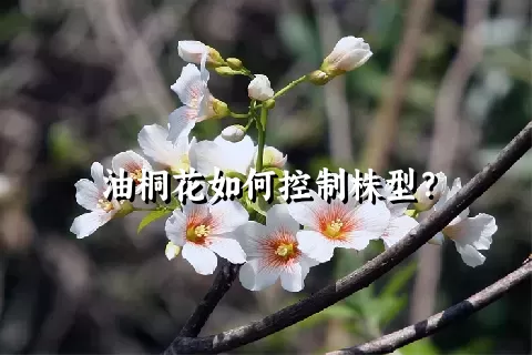 油桐花如何控制株型？