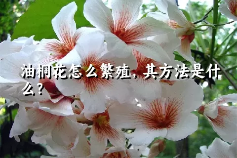 油桐花怎么繁殖，其方法是什么？