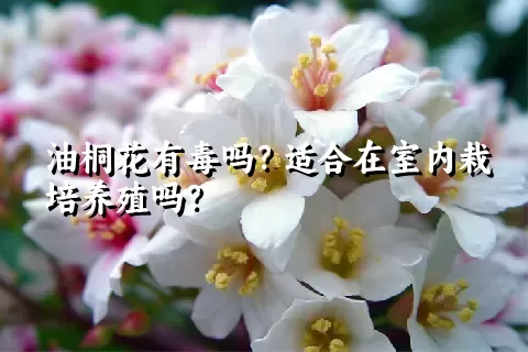 油桐花有毒吗？适合在室内栽培养殖吗？