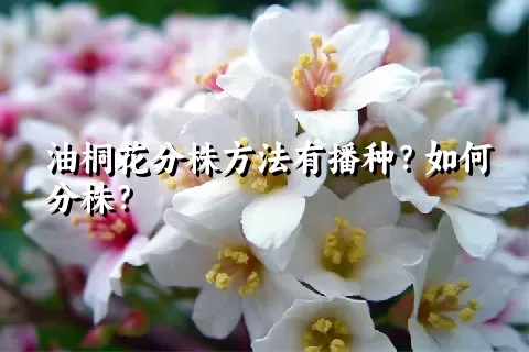 油桐花分株方法有播种？如何分株？